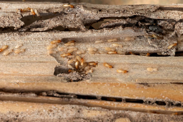 Pest Control Cost in West Bradenton, FL